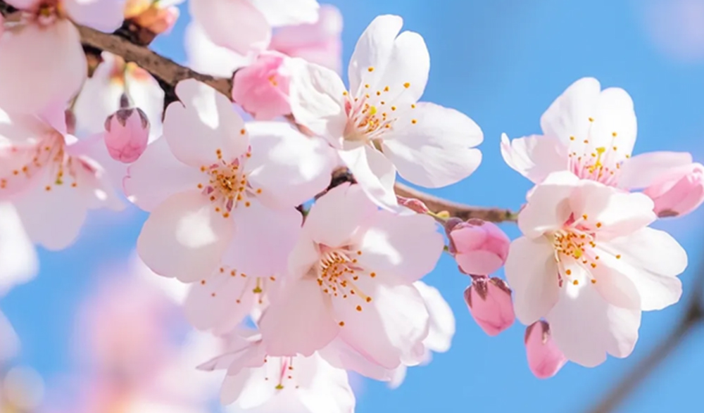 三月三上巳节 | 文化传承与B体育BSport数码印刷的创新融合